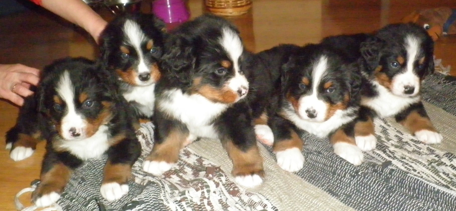 Ambra, Amálka, Arny, Angie, Aron