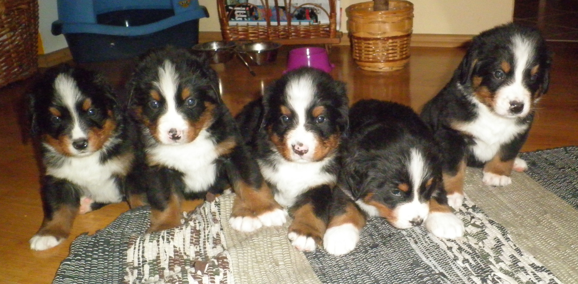 Amálka, Ambra, Arny, Angie, Aron